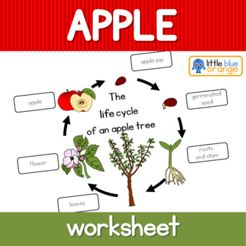 apple tree flower diagram