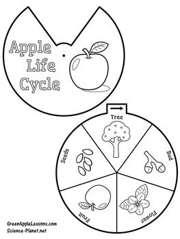 Apple Life Cycle Printable Craft by Green Apple Lessons SCIENCE | TpT