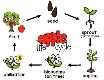 Apple Life Cycle Poster FREE by Mrs Davidson's Resources | TpT