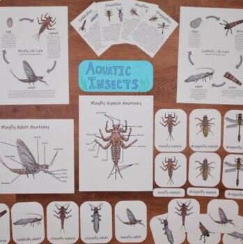 Preview of Aquatic Insect Activities + Printables: mayfly, stonefly, caddisfly, & dragonfly