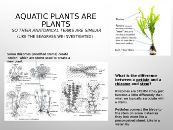 research paper on aquatic plants