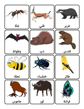 Preview of Arabic Animals' Names 118 Flashcards Vocabulary Labels