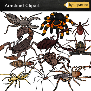 Preview of Arachnid Clip Art/ spider Clip Art/ Scorpion/ Opiliones