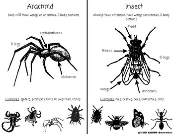 Preview of Arachnid vs. Insect Comparison by Backyard Classroom