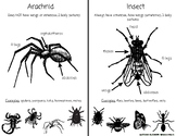 Arachnid vs. Insect Comparison by Backyard Classroom