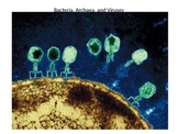 Archaea, Bacteria, and Viruses