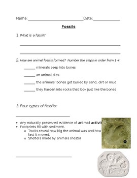Preview of Archaeology: Different Types of Fossils Quiz