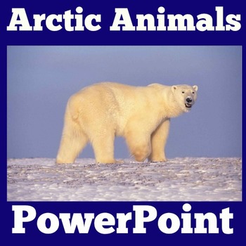 Preview of ARCTIC ANIMALS Activity PowerPoint Kindergarten 1st 2nd 3rd 4th SCIENCE