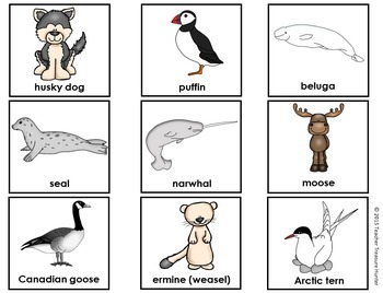 Arctic Animal Crowns Guess the Arctic Animals in What Am I? Game with 20  animals