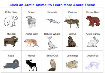Preview of Arctic Animal Exploration
