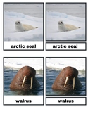 Arctic Animals 3 Part Cards Montessori