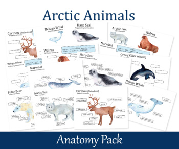 Preview of Arctic Animals Anatomy Learning Pack, Biology Worksheets, Polar Bear, Caribou, N