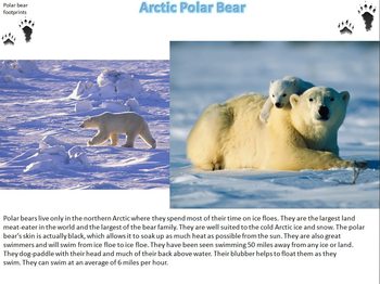 Arctic Animals Photographs, Facts and Printable Writing Worksheet