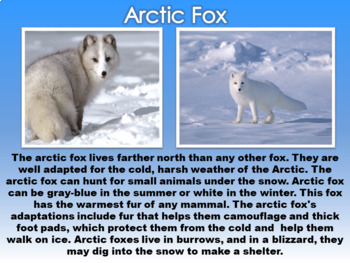Arctic Animals PowerPoint by Creative Lesson Cafe | TpT
