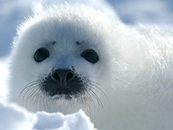 Preview of Arctic Animals - Seal