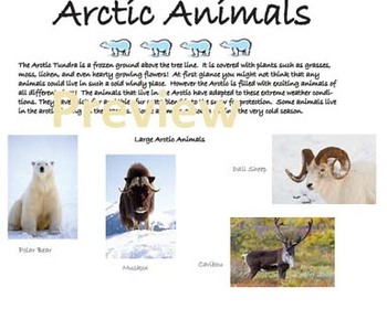 Arctic Animals of the Tundra by Luisa Hawkins | TPT