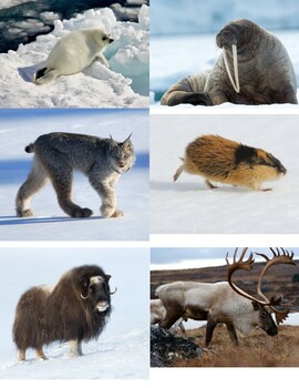 Matching Animal Names To Pictures Teaching Resources | TPT