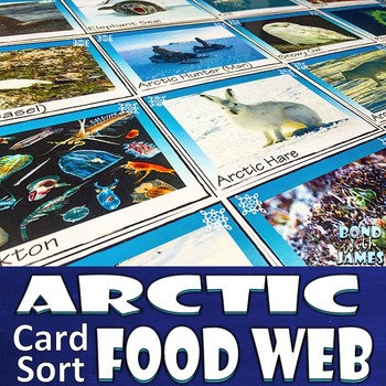 Preview of Food Chain and Food Web: Arctic Card Sort