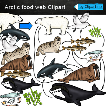 Preview of Arctic Food Web Clip Art/ Arctic Food Chain Realistic Clip Art /Arctic animals