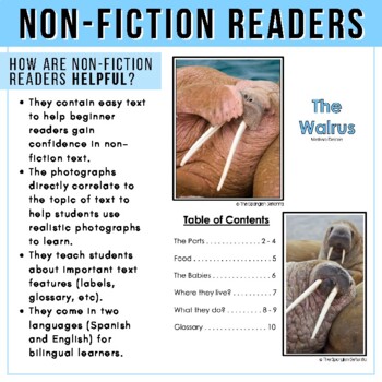 Maravillosas Morsas (Wonderful Walruses - Spanish Translation) - NWF