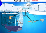 Arctic Ocean Food Chain for Smartboard