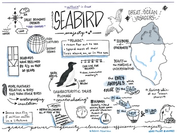 Preview of Arctic Seabirds Sketchnote