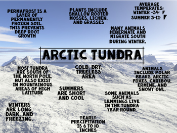 tundra biome insects