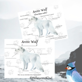 Arctic Wolf Anatomy Sheets