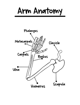 Preview of Arm Anatomy Labeled Worksheet (black and white)