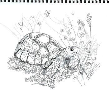 Download Arizona Endangered Species Coloring Pages 8 Printables Art Science
