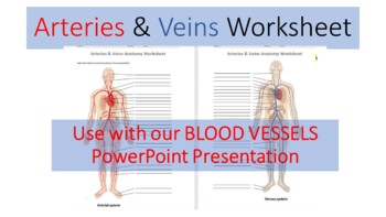 Preview of Arteries and Veins Guided Notes