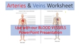 Arteries and Veins Guided Notes