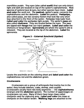 Arthropod Coloring Worksheet by The Biotic Factor TPT