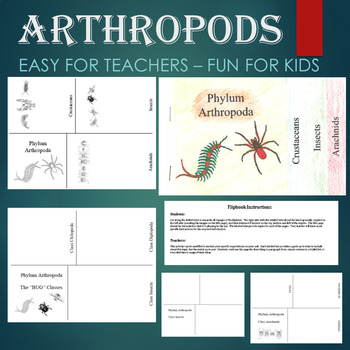 Preview of Arthropod Flipbooks - Insects, Arachnids, Centipedes, etc