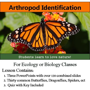 Preview of Insect Identification - 30 Arthropods: Bugs, Butterflies, Spiders, ect w/ Quiz