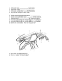 Arthropod Practice