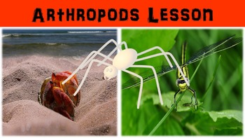 Preview of Arthropods Lesson with Power Point, Worksheet, and Creative Activity