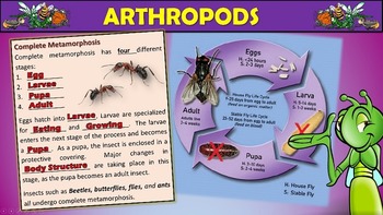 Preview of Arthropods PowerPoint
