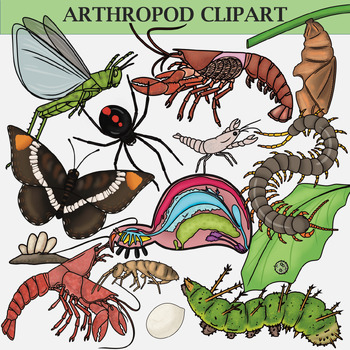 Preview of Arthropods! (Zoology, Life Cycle, and Anatomy Clipart and Anatomy Diagrams)