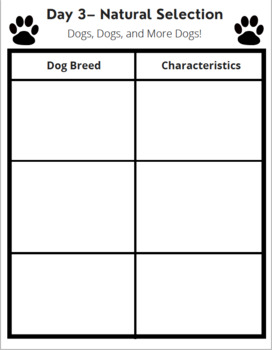 Preview of Artificial Selection Activity 