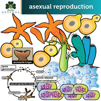 Asexual Reproduction Clip Art Set by Studio Devanna | TPT