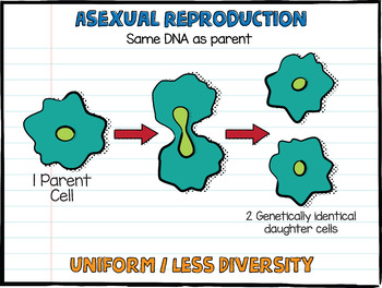 Preview of Asexual Reproduction Poster