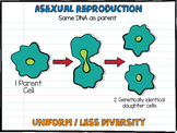 Asexual Reproduction Poster