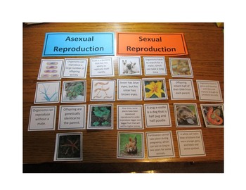 Preview of Asexual vs. Sexual Reproduction Activity