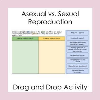 Preview of Asexual vs. Sexual Reproduction Drag and Drop - Google Slides