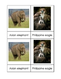 Asian Animals Toob 3-Part Card Set