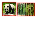 Asian Herbivores Match