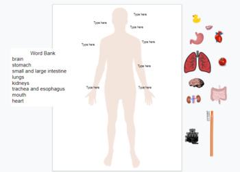 Preview of Assemble a Human Body