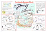 FISH: Atlantic Salmon Life History Poster