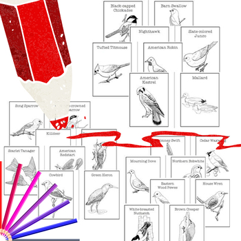 Audubon's Birds - Coloring Book (Includes: 80 North American Species)